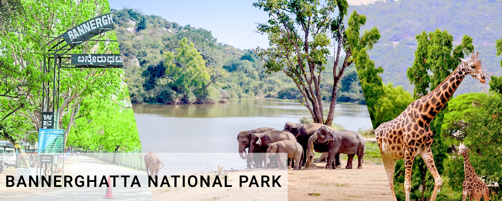 bannerghatta national park