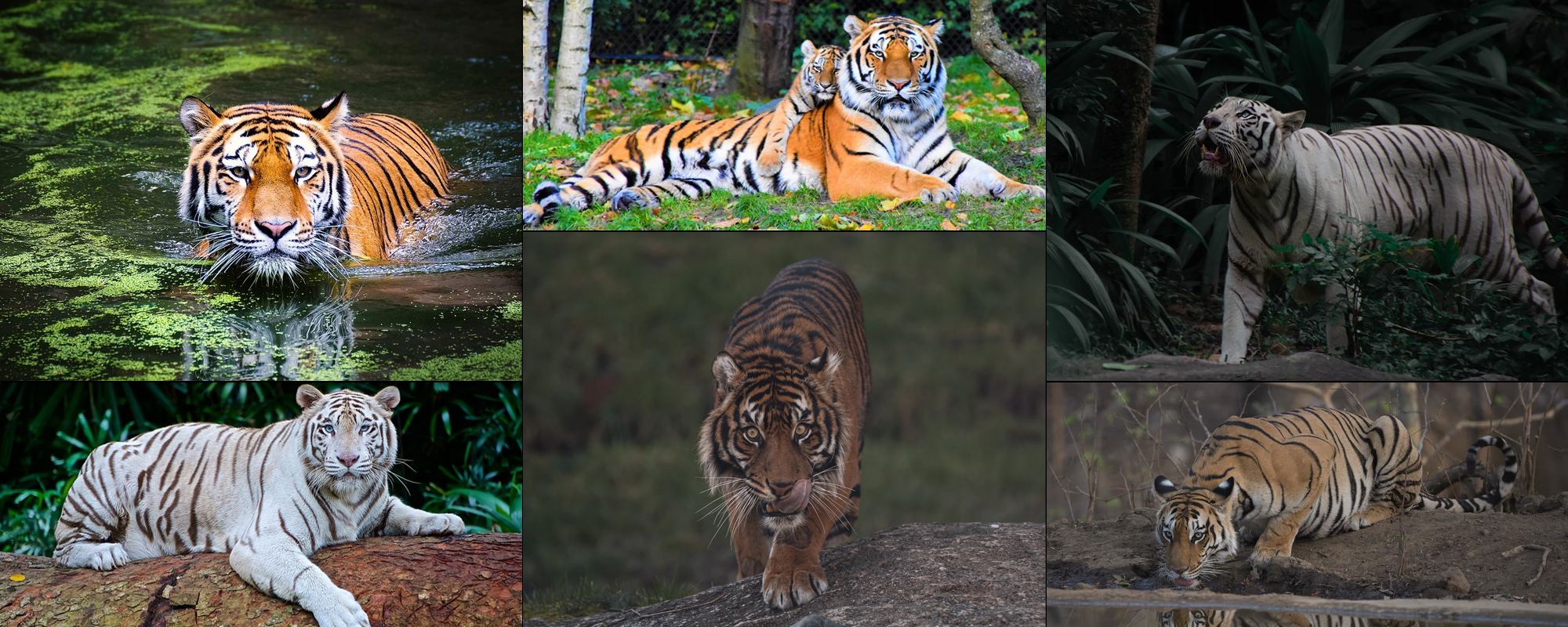 Bandipur Tiger Reserve