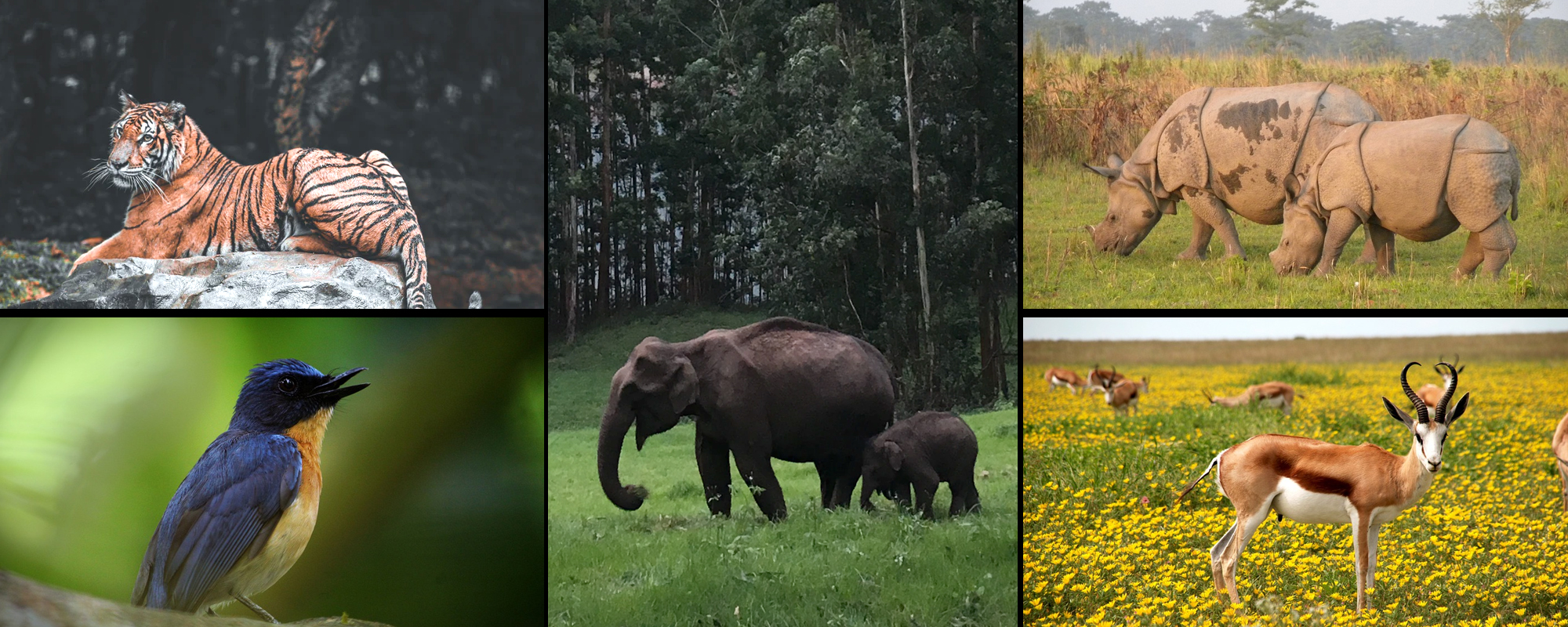 Dachigam National Park