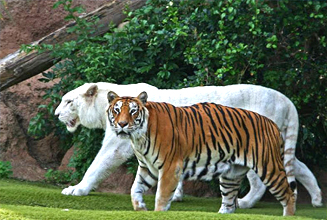 Bannerghatta National Park 