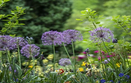 hanging garden