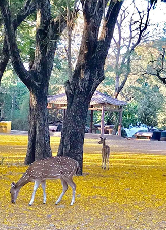 Sanjay Gandhi National Park